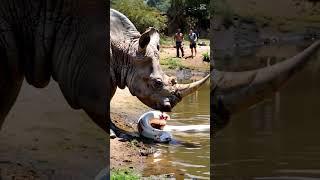 Rhino meets giant white python by the lake #youtubeshorts #pythonsnake #animals #giantpython #snake