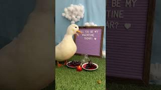Mr. Whip planned this date for weeks #SugarTheDuck #PetDucks #CallDucks #Ducks #Pets #Valentines