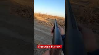 These California Dove have Evasive Maneuvers #hunting #dove #california