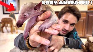 I ADOPTED A BABY ANTEATER FOR MY ZOO !