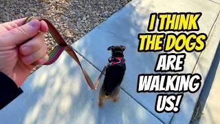 DOG WALKING and exploring in the Araby Commons neighborhood of south Palm Springs, CA