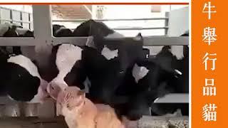 食草食到厭 乳牛舉行品貓大會