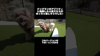 桜が満開のドッグランで楽しそうな愛犬たち  #犬 #トイプードル #かわいい #トイプードルの虎太郎三桜 #癒し #といぷーどる #こたみお