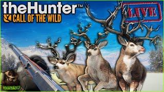 Late Night Great One Mule Deer Grinding! Fully Herd Managed Askiy Ridge Grind! Call of the wild