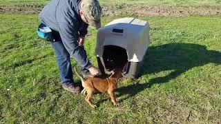 A puppy training session with Zion.