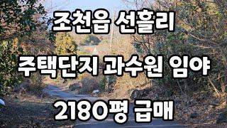 제주시 조천읍 선흘리 주택단지 과수원 임야 2180평 010 4436 0401 제주도부동산 토지 매매 급매물