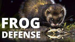 Ways Frogs Defend Themselves Against 100s of Predators [Frog Survival]