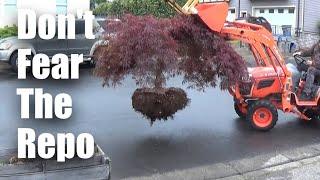 Repossessing a Japanese Laceleaf Maple