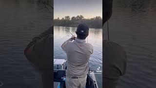 Slayin The King Salmon on The Sacramento River