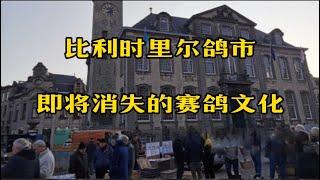 比利时里尔鸽市——即将消逝的赛鸽历史文化？