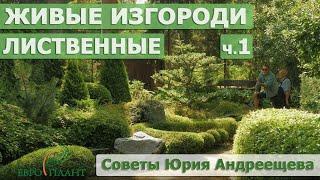 Лиственные живые изгороди. Выбор, стрижка, посадка, уход, ландшафтный дизайн. Сад в Ленобласти.