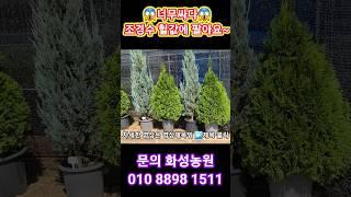 조경수 아주싸게 팔 아요~ 정원수,관상수,에메랄드그린,문그로위,좀눈향,황금측백,스카이로켓 블루애로우,블루엔젤,화살나무등