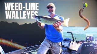 Finessing Lazy Summer Walleyes (More MEGA Live Practice)