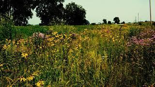 Voices of the Prairie