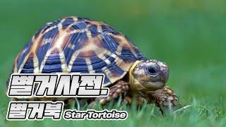 별거사전 | 별거북 | Star Tortoise 별거북은 어떤 동물일까? [별거농장]