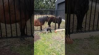 please be my friend #bostonterrierlove #bostonterrier #horse #love