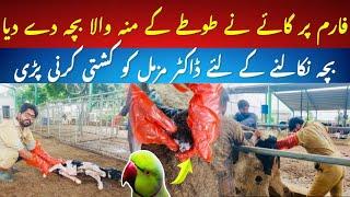 Difficult parrot mouth calf delivery in cattle II Dr. Muzzammil Hassan