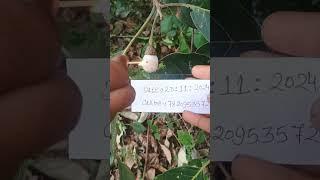 Hoseki Safed Bhilawa biba White Bhilawa Seed7820953572