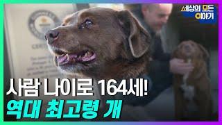 사람 나이로 164세! 역대 최고령 개ㅣ세모이 [57회] / YTN2