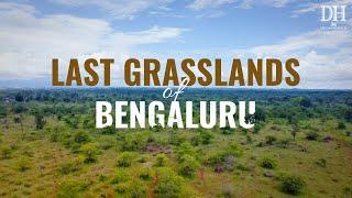 Greater Hesaraghatta conservation reserve: Why Bengaluru should protect its last grassland