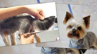 PetGroooming - Yorkie Full Grooming #78