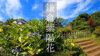 2023年鎌倉紫陽花を堪能!