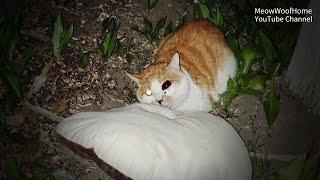 The cat abandoned with its cat bed, still waiting for its owner after losing an eye