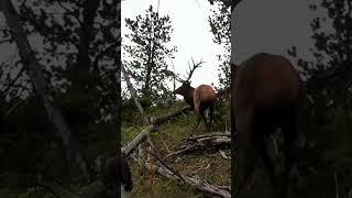 Herd bulls almost runs us over! #hunting #archery #archeryequipment #outdoors #elk #roam