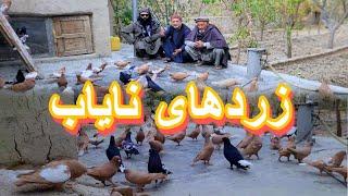 خاندان زرد/ زردهای بی جوره/Afghan Best Pigeons