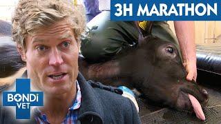 3 Hours Of Bondi Vet: Life-Saving Surgeries on Animals, Big and Small