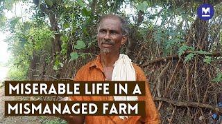 Adivasis struggle to survive in Attappady's Vattulukki farm