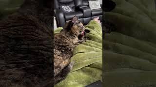 Cat is not impressed by licking sound prank  (: ViralHog)