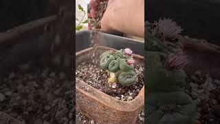 Recreating a desert scene in a pot #succulent #bonsai #lophophora