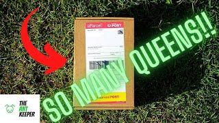 MULTIPLE QUEEN ANT UNBOXING!