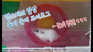 동물 방송 햄스터 일상 송이 순이 브이로그 김톰슨 2012 0925