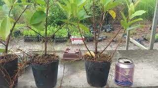 (Bonsai 27) 8 si búp đỏ giá 150k bao ship (sđt 0335 698 879) đã bán