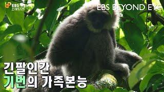 긴팔인간 기번의 가족본능ㅣ A long-sleeved man Gibbon