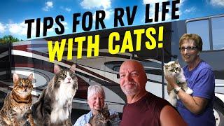 RVing with Your Cat?? Tips for The Purrfect RV Life!