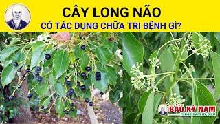 Long Não có tác dụng chữa trị bệnh gì? | Cinnamomum camphora