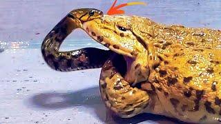 Wow!! Asian Bullfrog Tries Eats To Big Snake! Warning Live Feeding