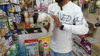Toy breed dog|| persains cats|| at royal pets shop in borivali East