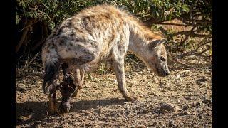 How hyena give birth blows your mind