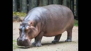 Hippo Sound Effects  