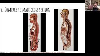 Abdominal/Digestive Anatomy - Ethan Liebross Lesson