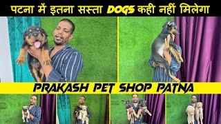 पटना में इतना सस्ता Dogs कही नहीं मिलेगा | Patna Cheapest Dogs Shop | Prakash Pet Shop Patna