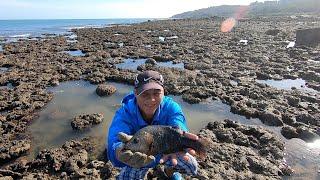 海边礁石区海货密布，阿文从石缝里连抓大鱼龙虾，这个头真是给力