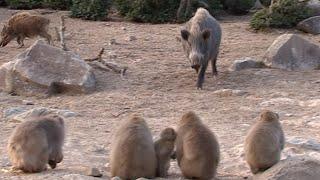 『サル団子』にイノシシ突入！さらに…エサ巡り覇権争い三国志【香川・小豆島】