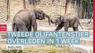 Tweede olifantenstier overleden in Wildlands & Zomereik gaat verhuizen | Drenthe Nu