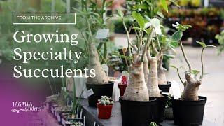 Growing Specialty Succulents Indoors by Tagawa Gardens