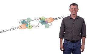 Stephen P. Bell (MIT / HHMI) 1a: Chromosomal DNA Replication: The DNA Replication Fork